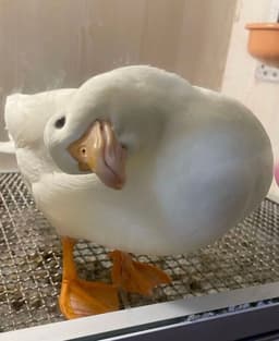 웃긴 짤 모음