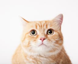 귀여운 고양이 스레드